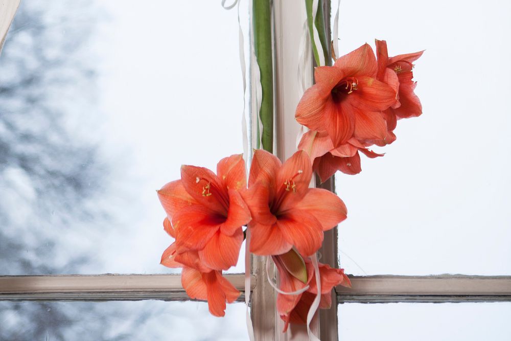 Heng amaryllis opp ned i vinduet